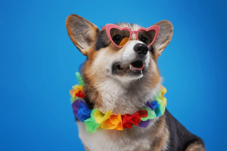 A corgi wearing heart-shaped sunglasses and a bright flower garland against a blue background.